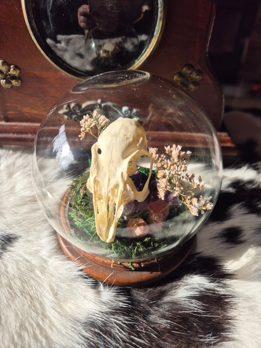 Rabbit Skull