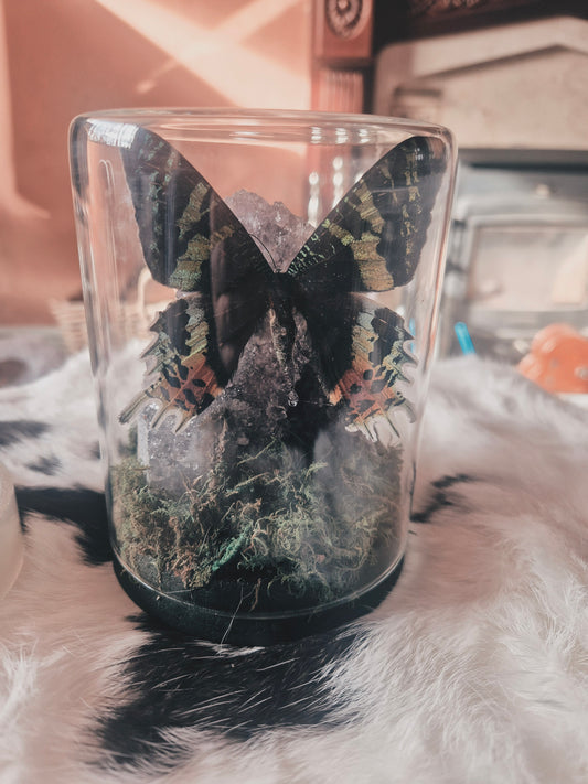 Madagascan Sunset Moth