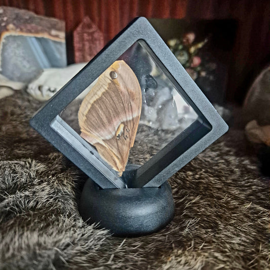 Butterfly Wing Frame