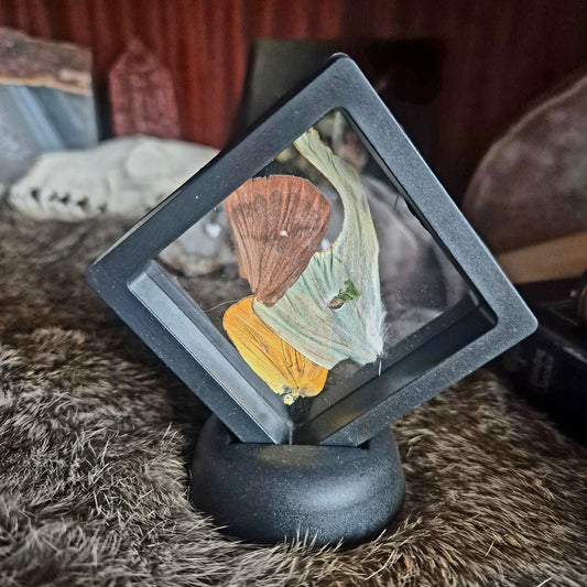 Butterfly Wing Frame