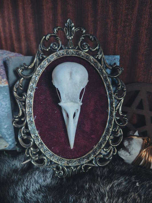 Crow Skull Frame