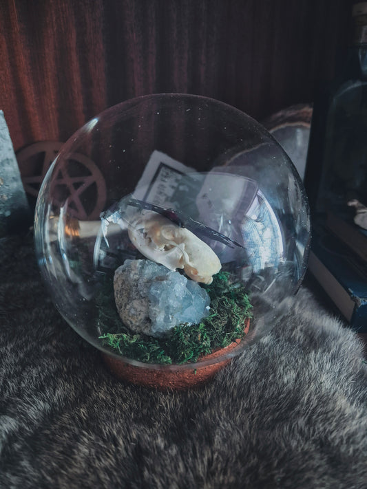 Stoat Skull and Butterfly Dome