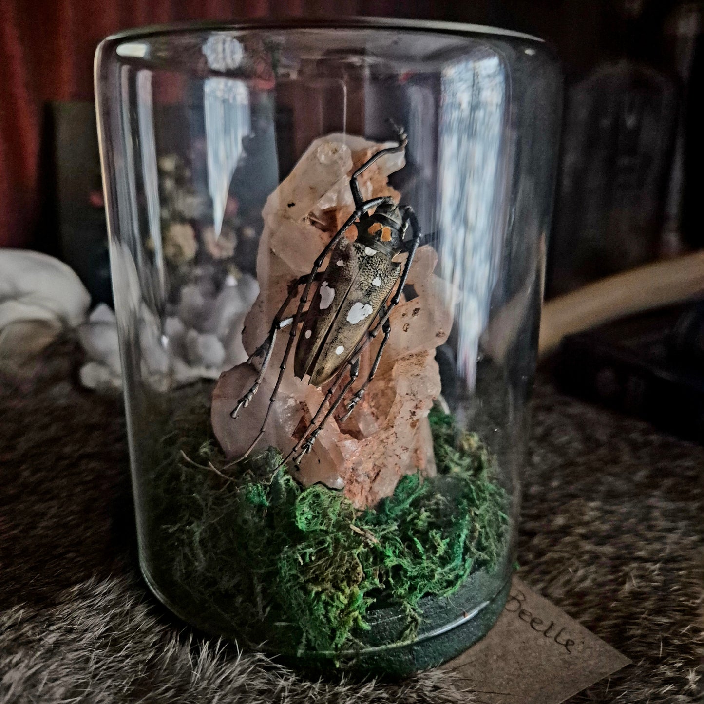 Longhorn Beetle Jar
