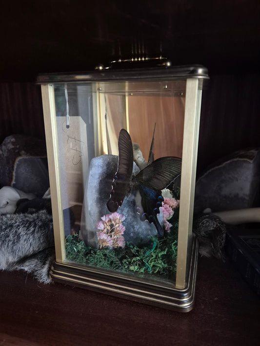 Asian Swallowtail in Clock Case