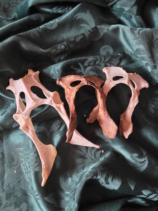 3 pelvis bones