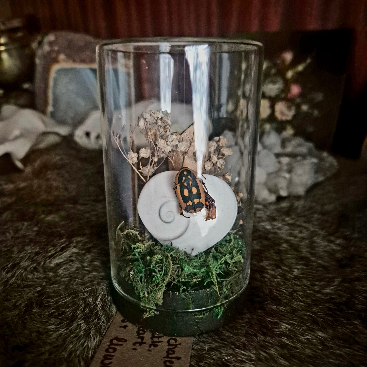 Fruit Chafer Beetle Jar