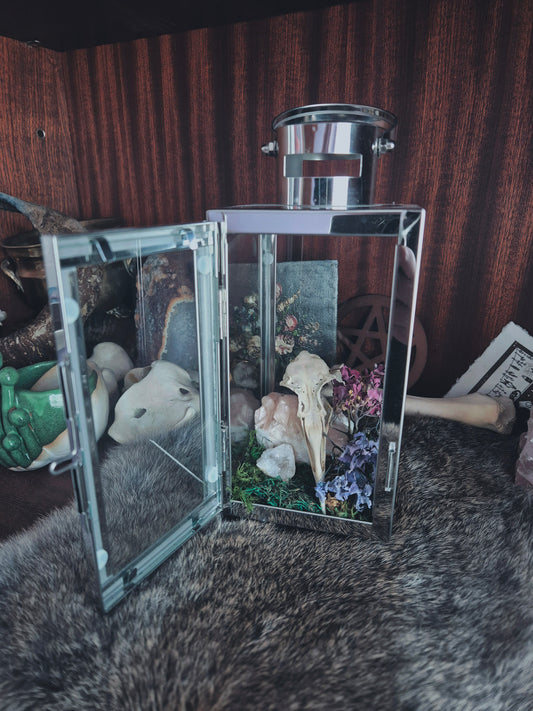 Seagull Skull Lantern