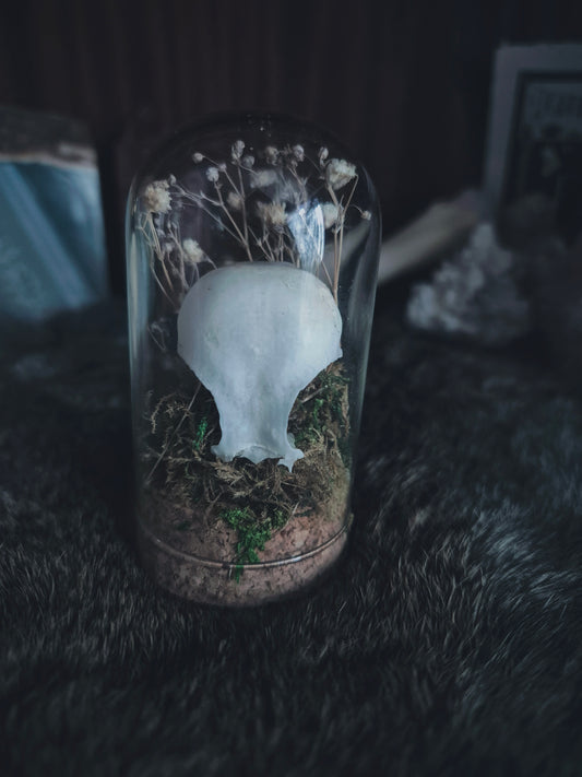 Partial Bird Skull dome