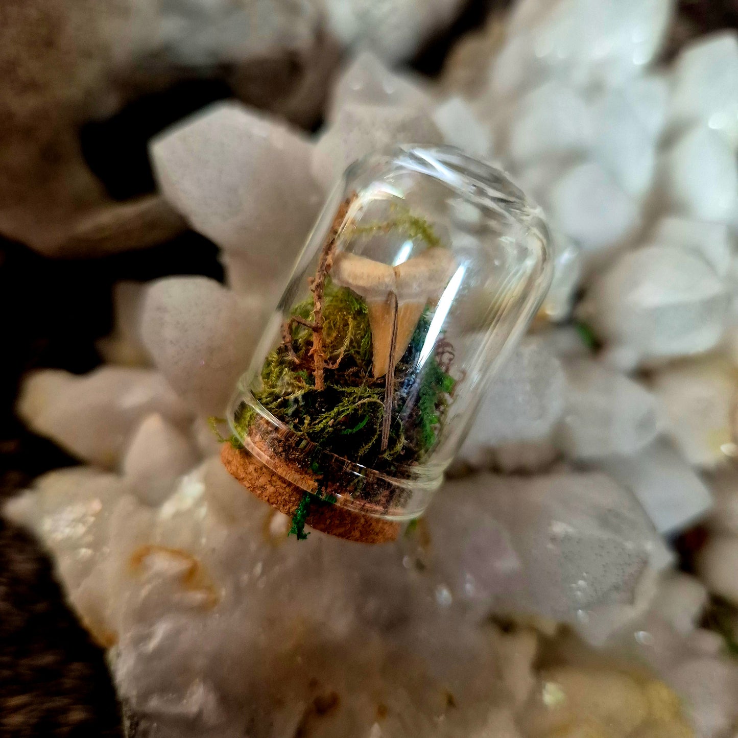 Shark Tooth Mini Dome