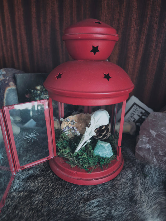 Gull Skull Lantern