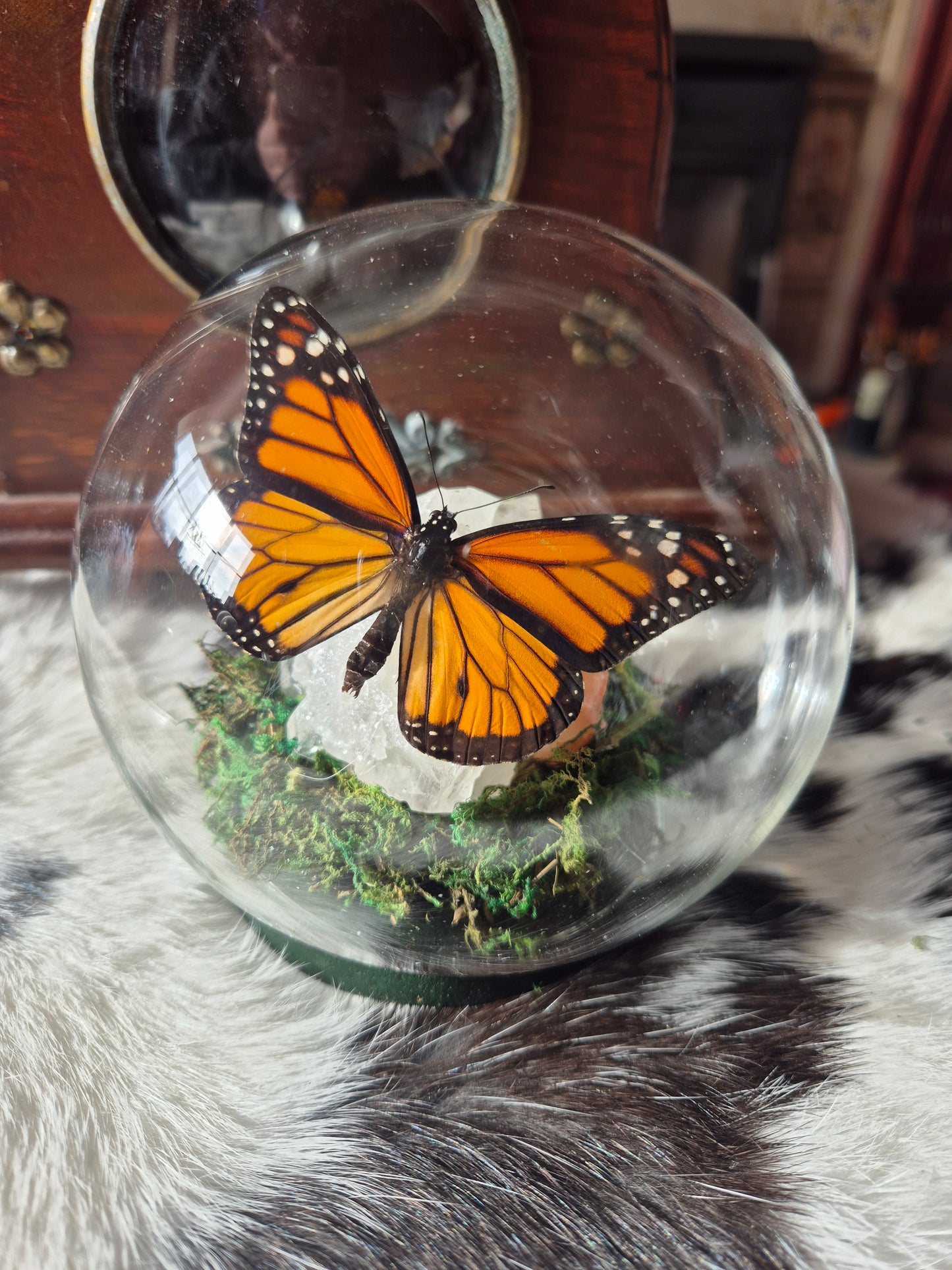 Monarch Butterfly
