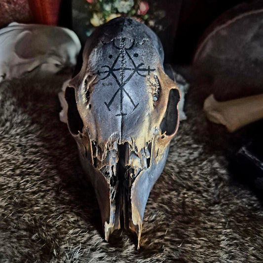 Hand Painted Roe Deer Skull