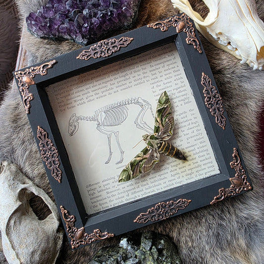 Oleander Hawk-moth Frame