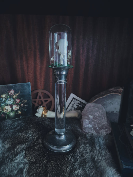 Pigeon Skull Dome on Stand