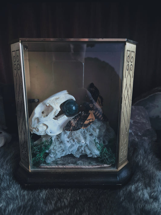 Rabbit Skull and Death Head Moth Statement Piece