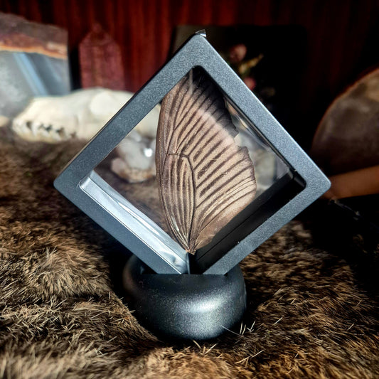 Butterfly Wing Frame