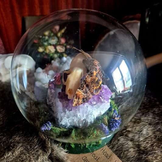 Death Head Moth and Stoat Skull Bubble Dome