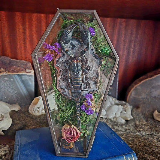 Scorpion Coffin