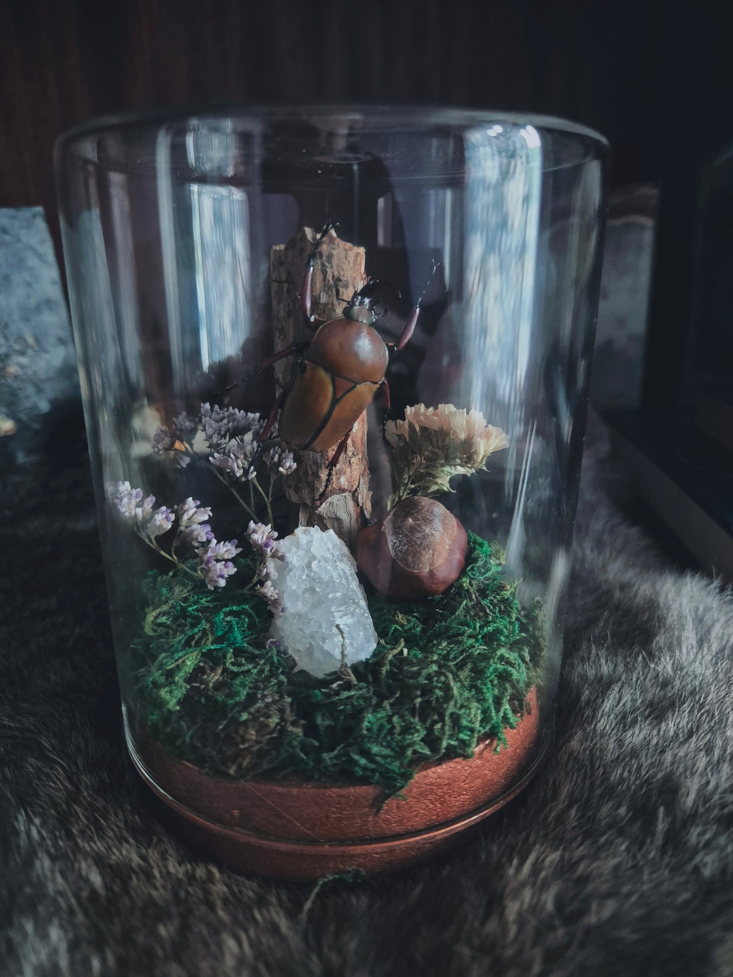 Fruit Beetle Dome