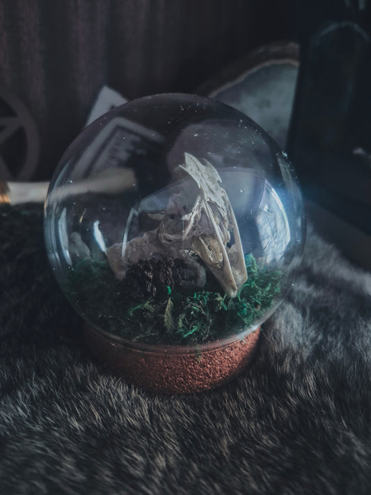 Partial Rabbit Skull Dome