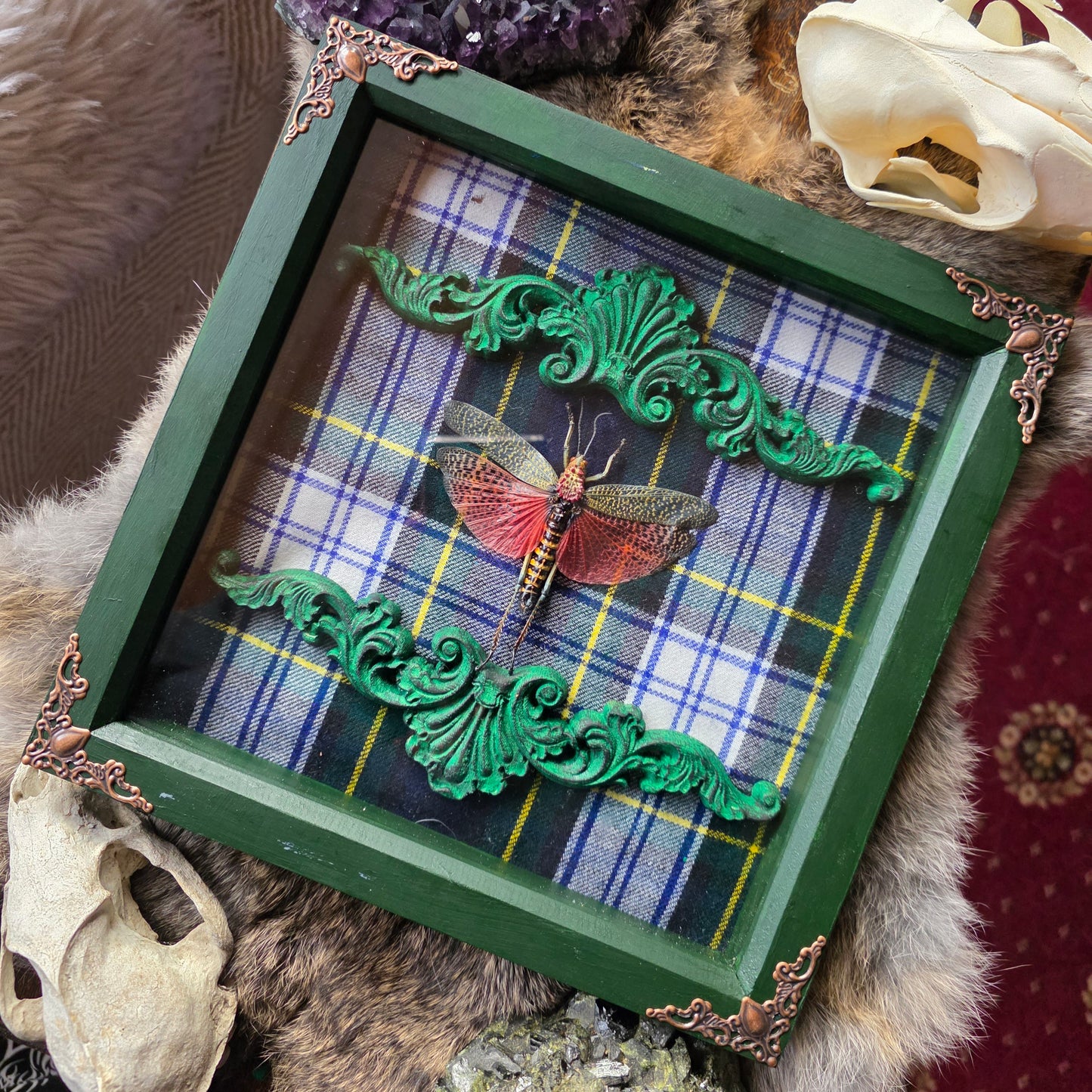 rainbow milkweed grasshopper Frame