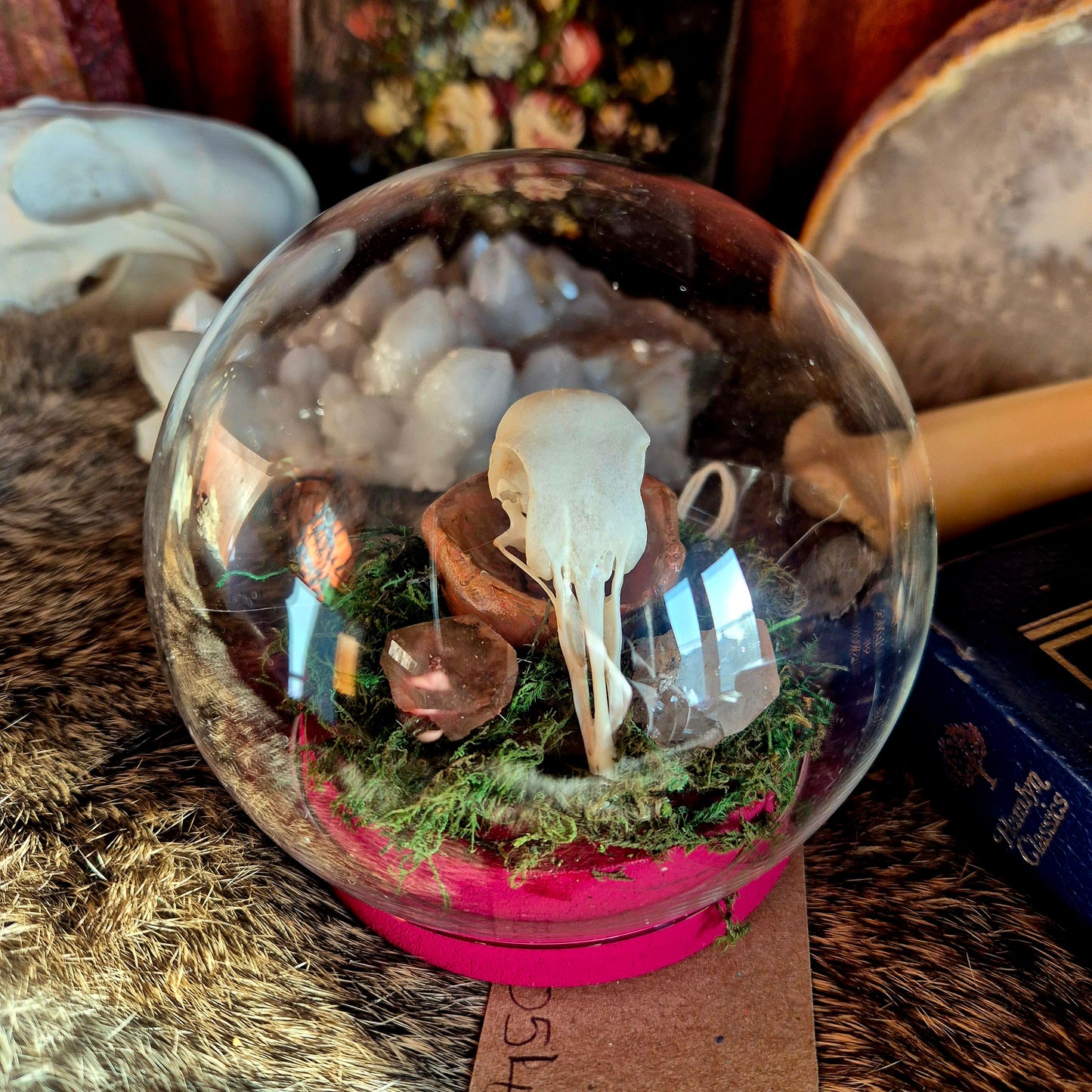 Pigeon Skull Bubble Dome