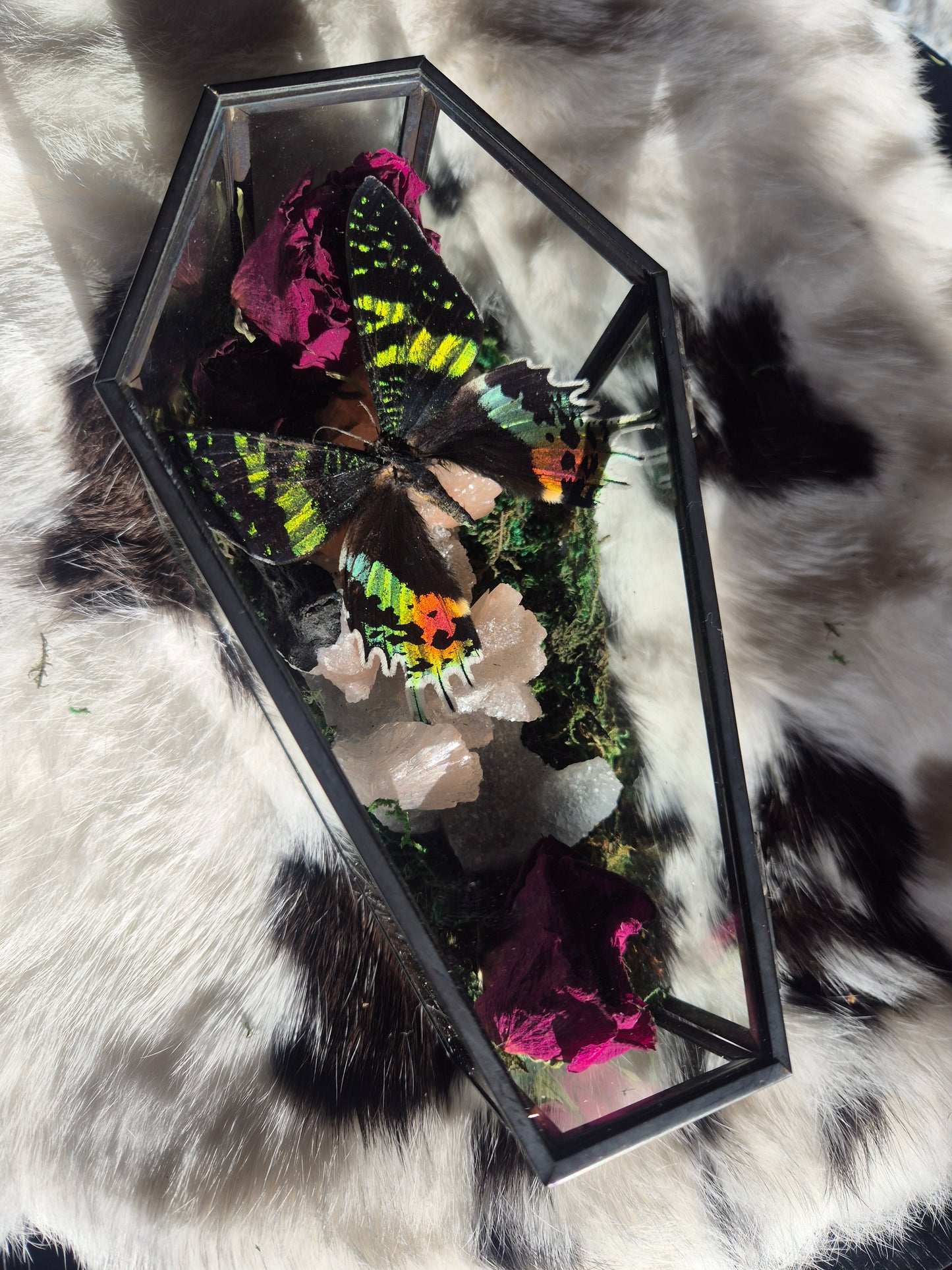 Madagascan Sunset Moth Coffin