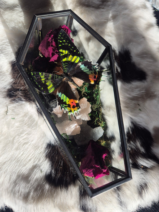 Madagascan Sunset Moth Coffin
