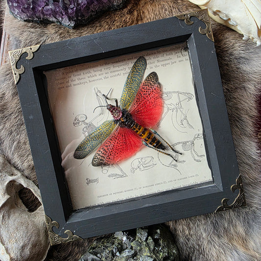 Rainbow Milkweed Locust Frame
