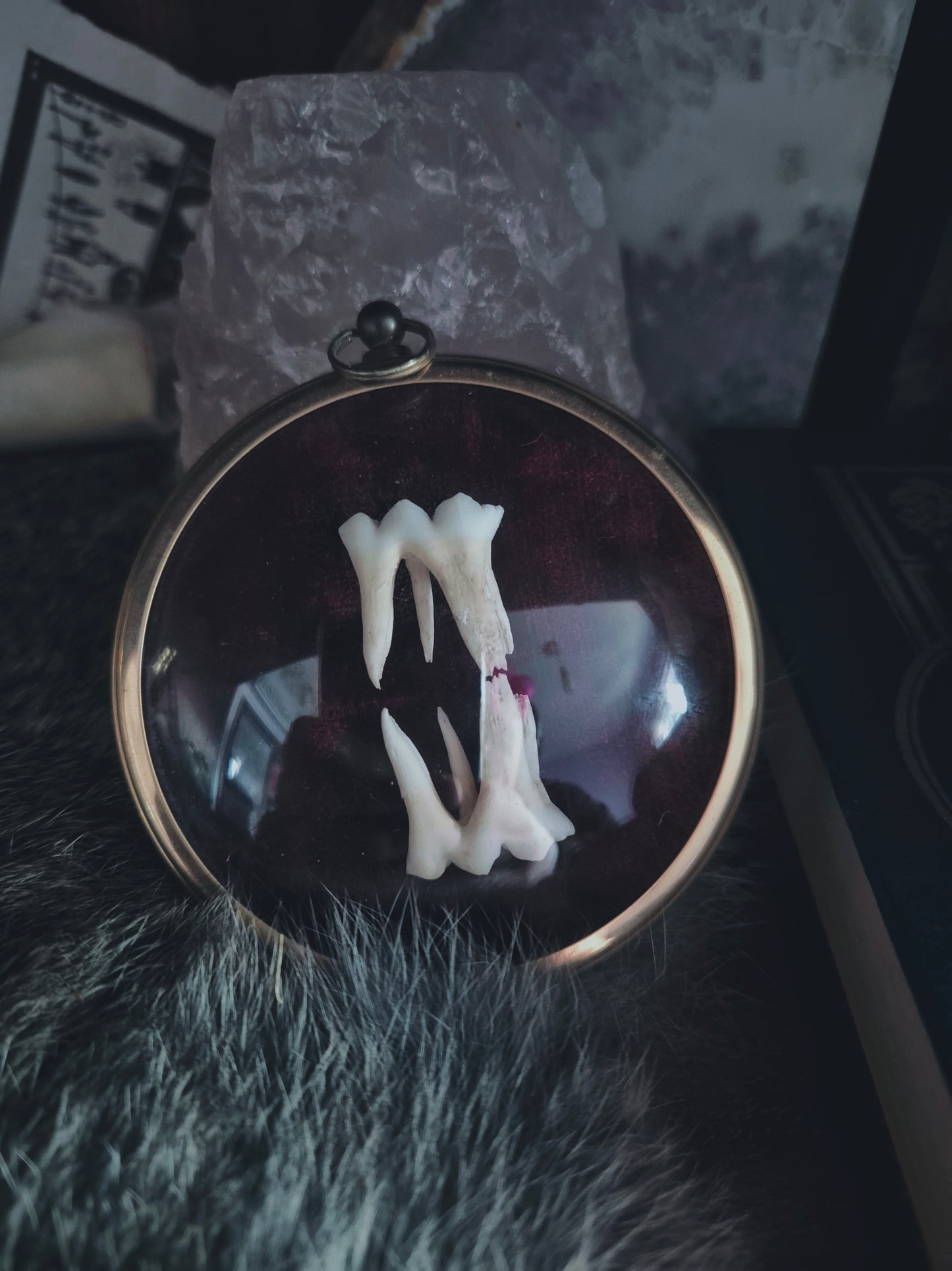 Pig Teeth Frame