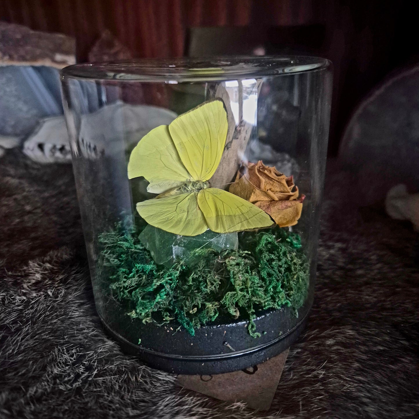 Phoebis Trite Yellow Jar