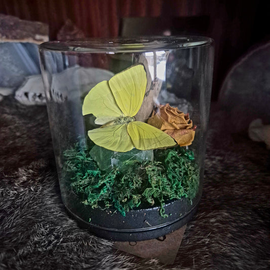 Phoebis Trite Yellow Jar