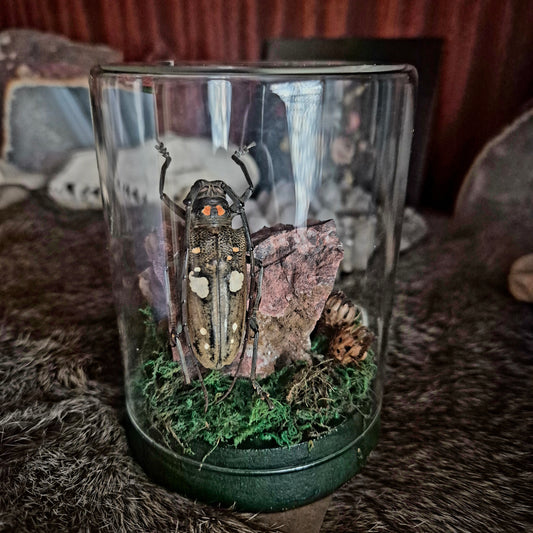 Longhorn Beetle Jar