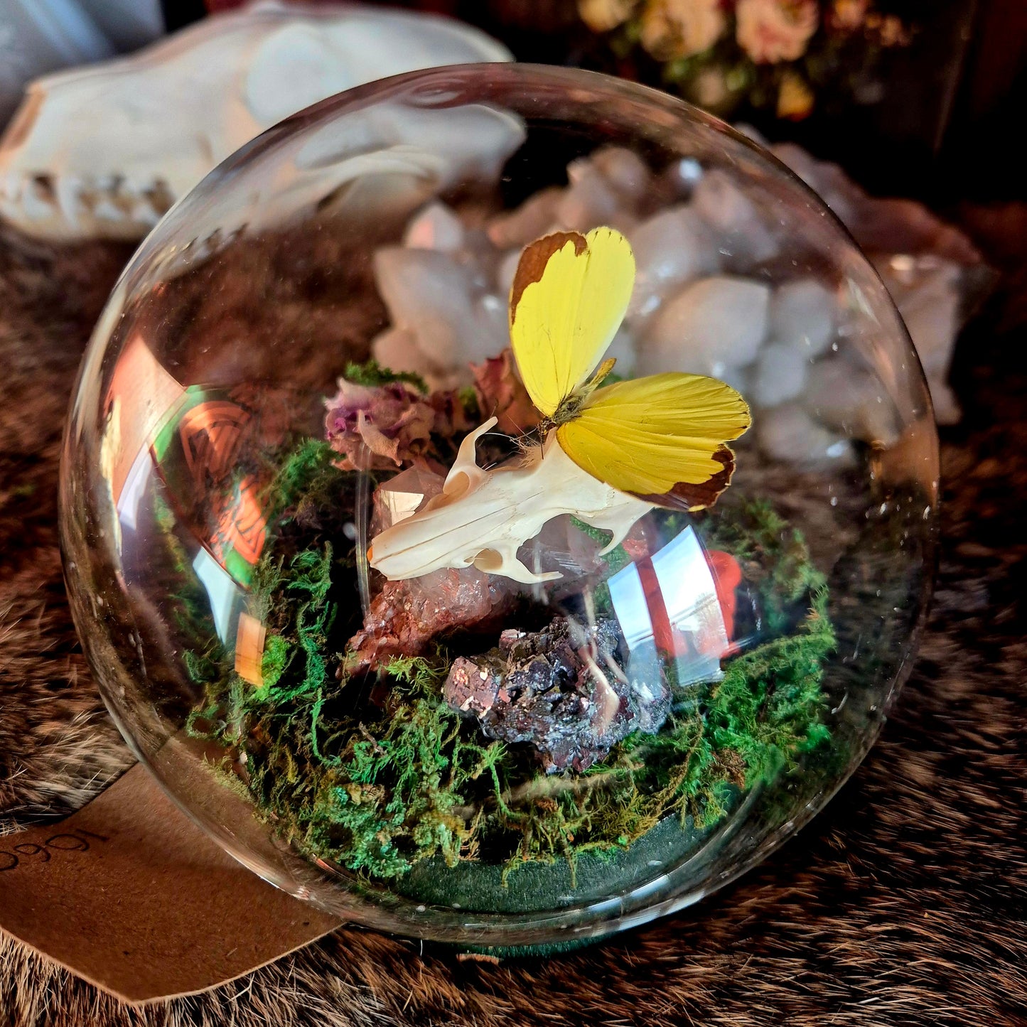 Rat Skull and Butterfly Dome