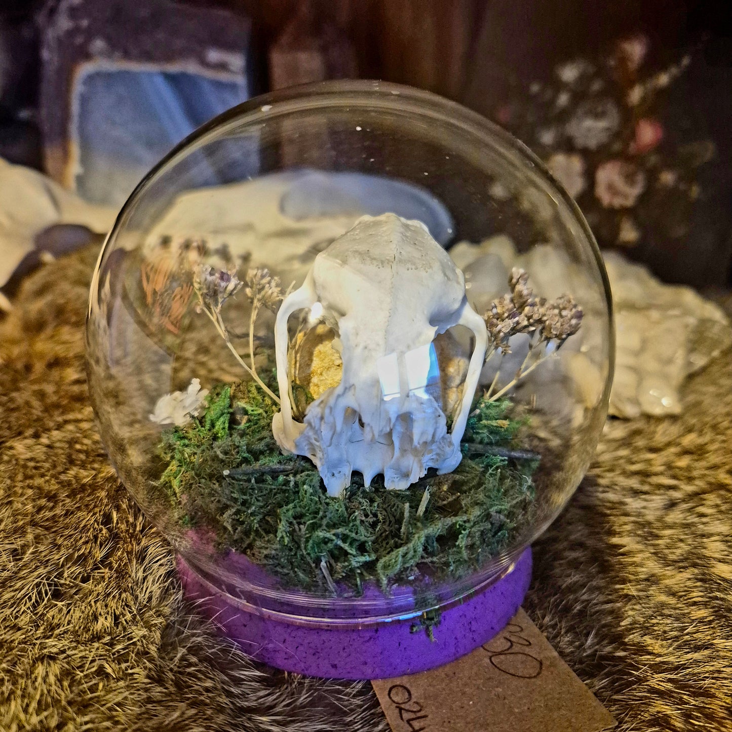 Partial Rabbit Skull Bubble Dome
