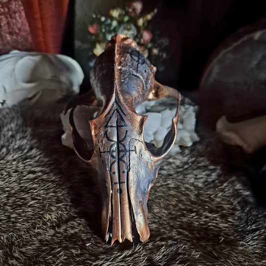 Hand Painted Fox Skull