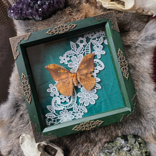 Eacles Penelope Frame