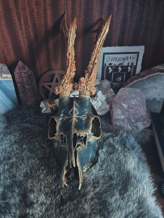 Sigil Painted Roe Deer Skull