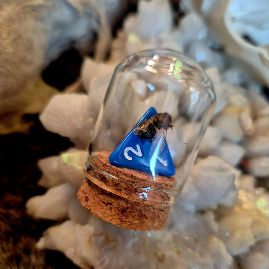 D&D Dice Bee Dome