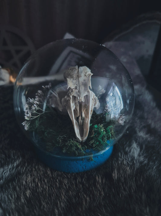 Partial Rabbit Skull Dome