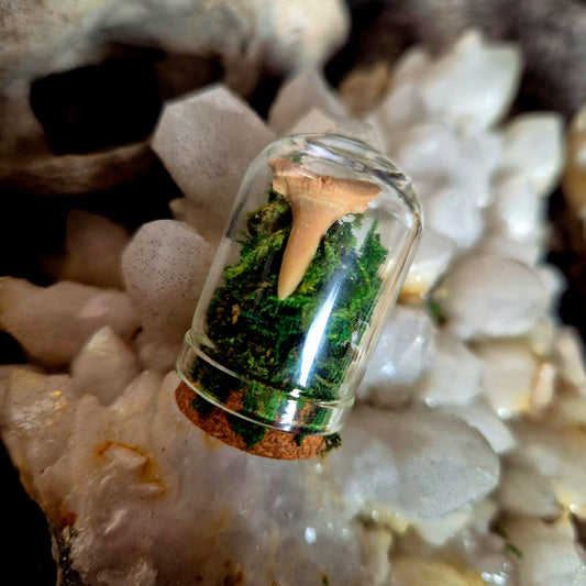 Shark Tooth Mini Dome