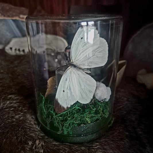 Vintage Bottle and Butterfly Jar