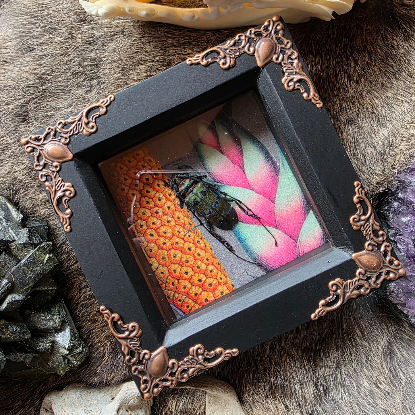 Longhorn Beetle Frame