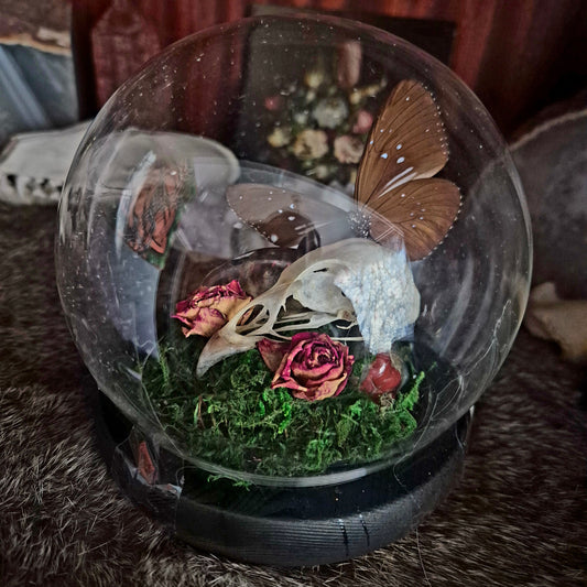 Grouse Skull and Butterfly Bubble Dome
