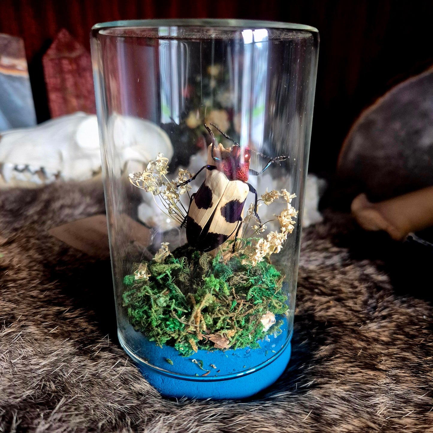 Chrysochroa Jewel Beetle Jar