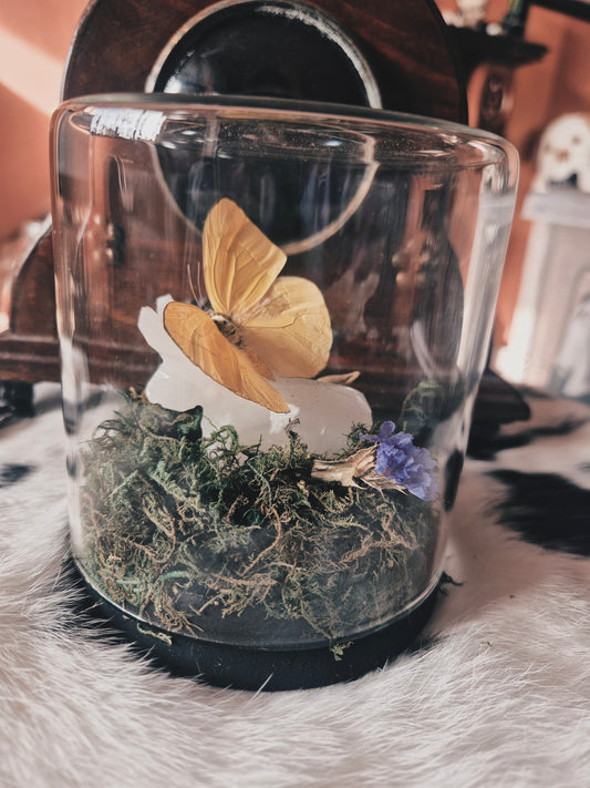 Calypso Caper White Butterfly