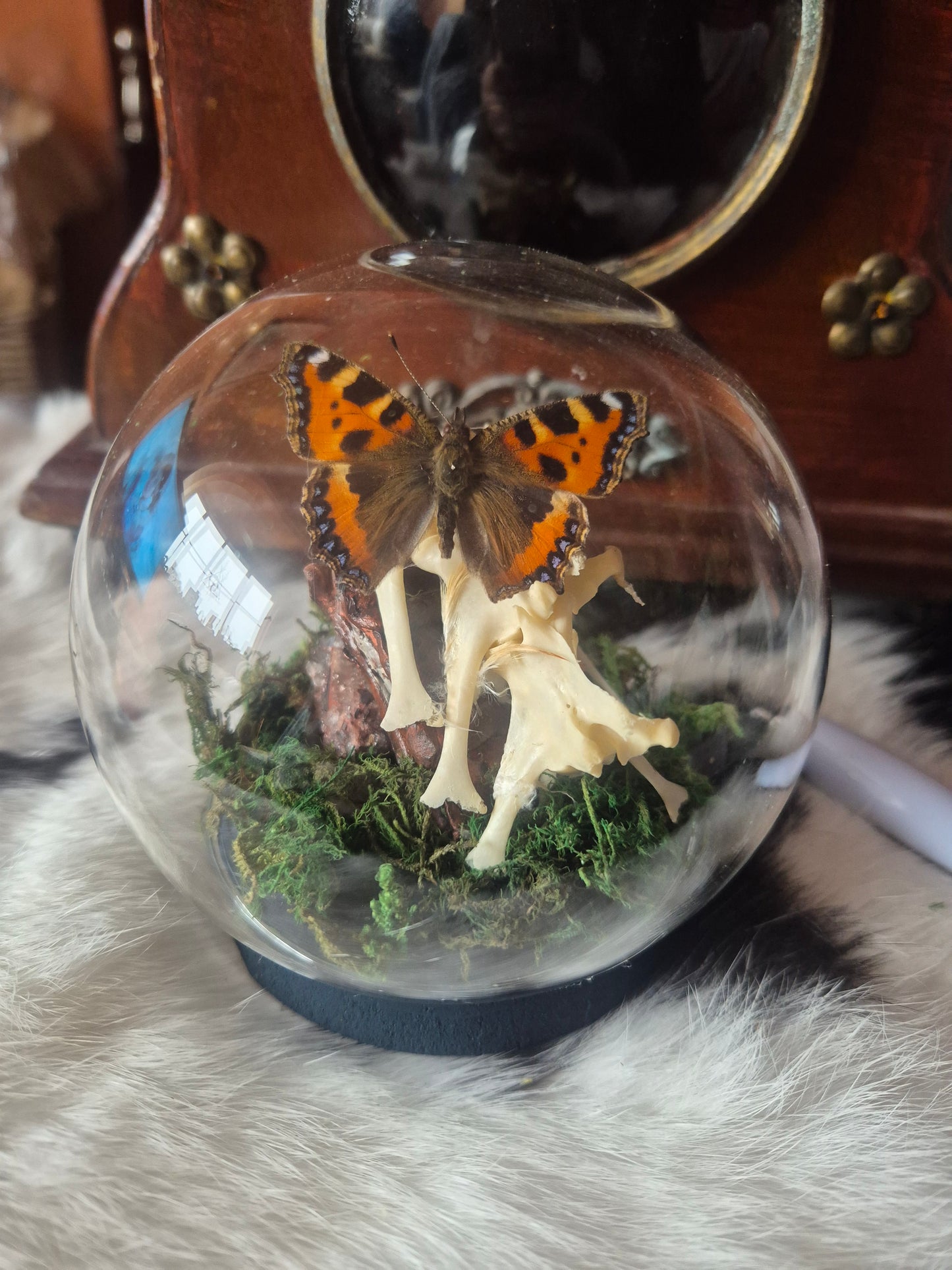 Tortoise Shell on Spine