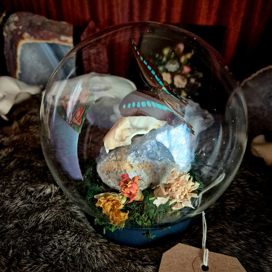 Stoat Skull and Butyerfly Bubble Dome