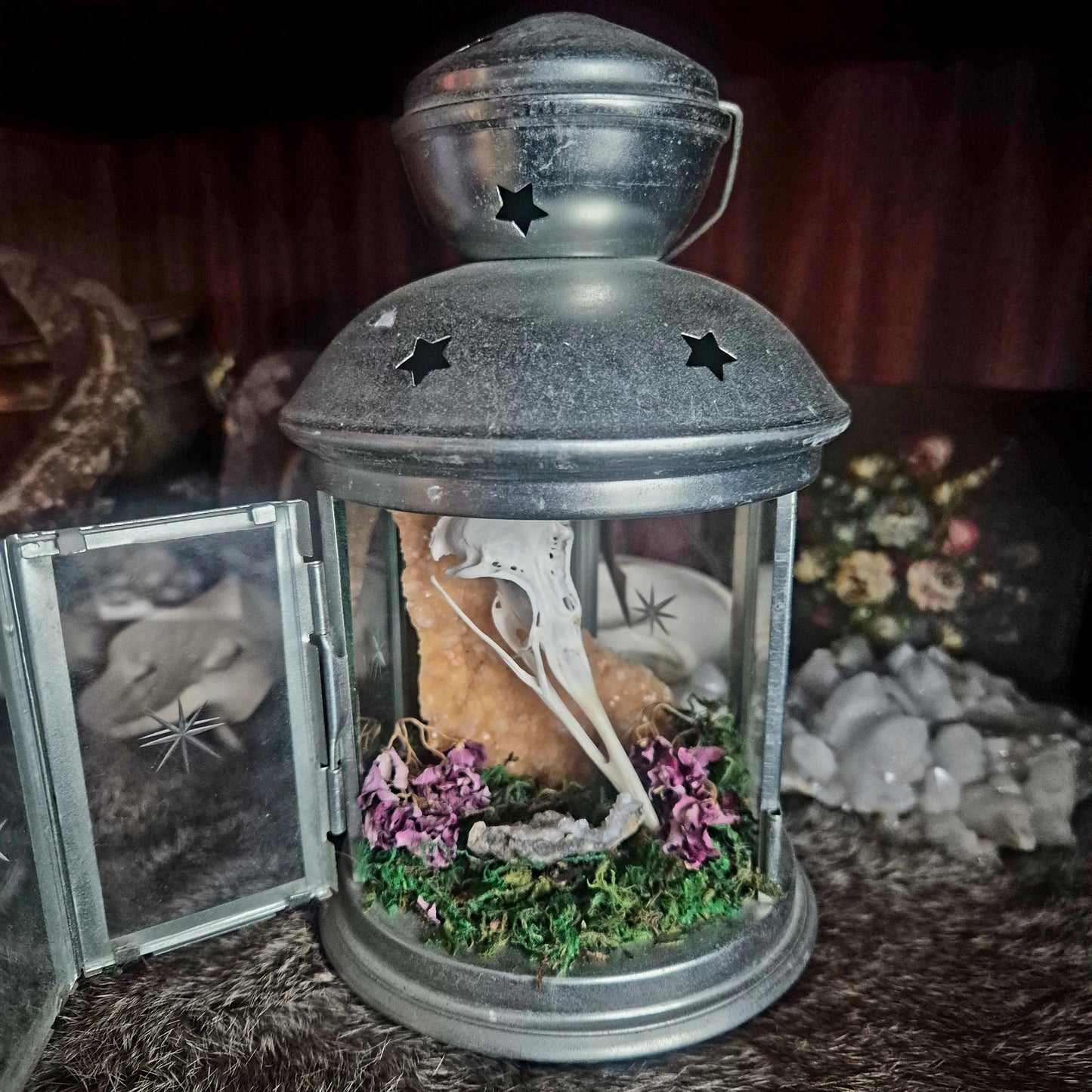 Seagull Skull Lantern