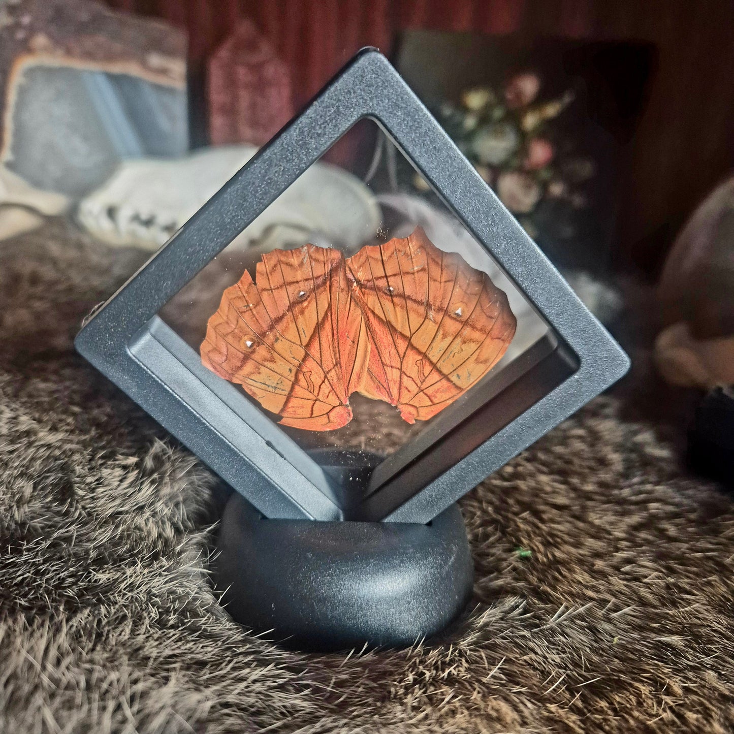 Butterfly Wing Frame